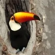 Amazon Wildlife PREMIUM