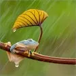 Monsoons