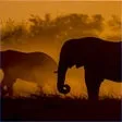 National Geographic Safari PREMIUM