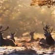 National Geographic Antlers in Autumn PREMIUM