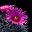 Cactus Flowers