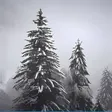 Snowfall HD Live Wallpaper