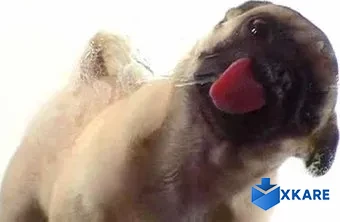 Licking Dog Screen Clean