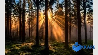 Forest for the Trees