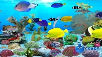 Dolphins Aquarium