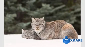 Try a Little Tenderness