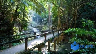 Wooden Walkways PREMIUM