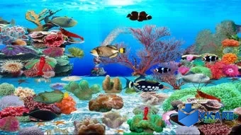 Trigger Fish Aquarium