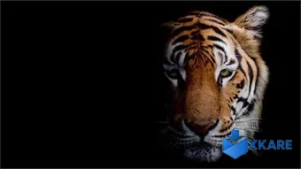 Animal Portraits PREMIUM