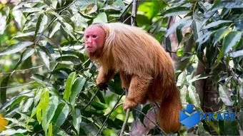 Amazon Wildlife PREMIUM