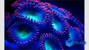 Fish and Corals