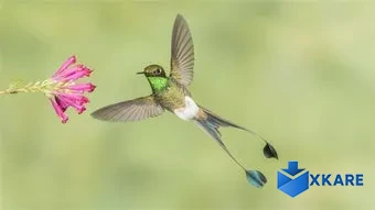 National Geographic Hummingbirds PREMIUM