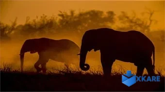 National Geographic Safari PREMIUM