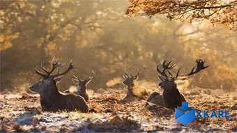 National Geographic Antlers in Autumn PREMIUM