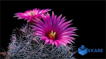 Cactus Flowers