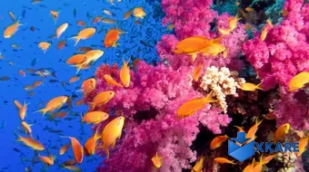 Fish and Corals Theme