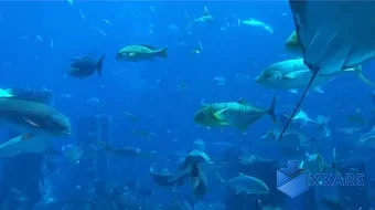 aquarium 4k live wallpaper