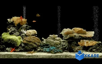 Free Aquarium Screensaver