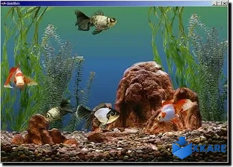 Goldfish Aquarium