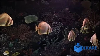 Aquarium Screensaver PRO