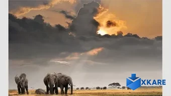 An African Safari