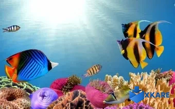 Tropical Fish Theme
